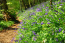 Denham Woods Devon