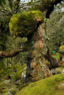 Grand Oak Wistmans Wood