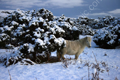 Pony near Pew Tor Dartmoor