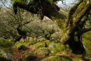 Wistmans Wood Dartmoor March 2011
