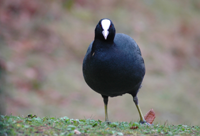 The coot that came to visit