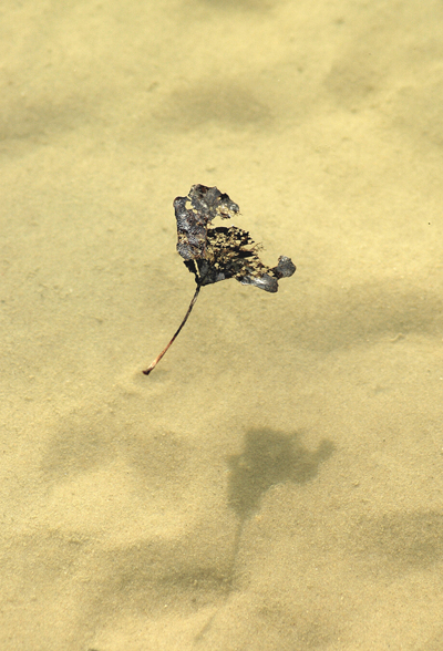 floating leaf