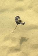 floating leaf