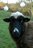 Sheepy Christmas, 2006