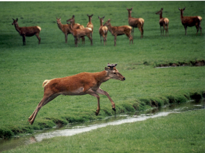 Leaping Deer
