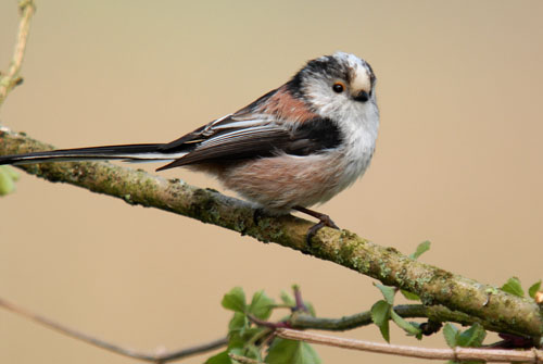 Long-Tail Tit