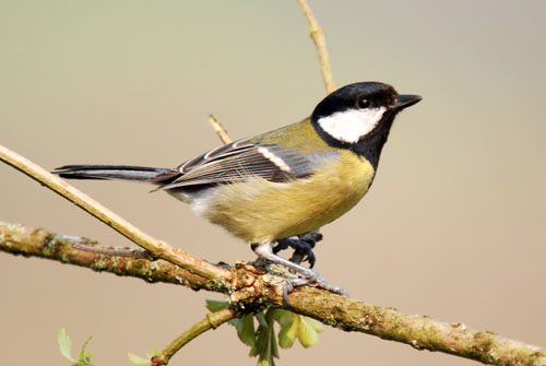 Great Tit