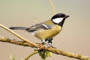 Great Tit