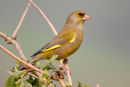 Greenfinch