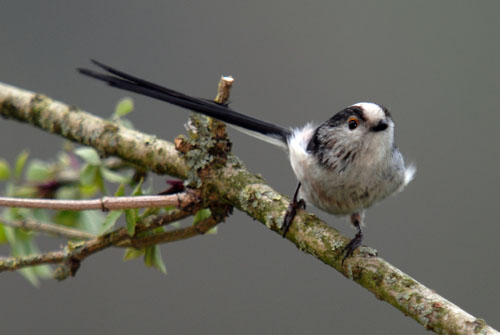 Long-Tail Tit