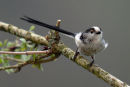 Long-Tail Tit