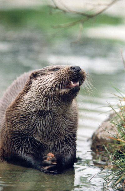Otter eating