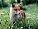 young vixen
