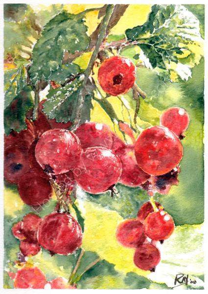 les groseilles rouges, redcurrants