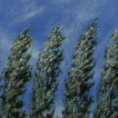 Poplar trees