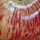 Striped apple