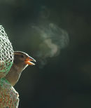 Bird's Breath