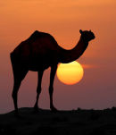 Sunset Camel