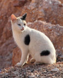 Desert Cat