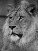King of The Jungle