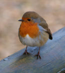 Robin