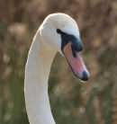 Swan