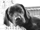 Caesar the Labrador