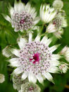 Astrantia