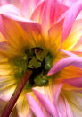 Dahlia