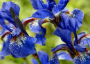 Irises