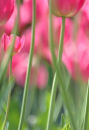 Pink Tulips