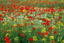 Poppy field