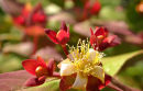 St Johns Wort