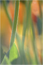 Tulip stems