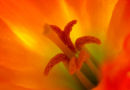 Tulip study