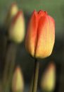 Tulips in bud