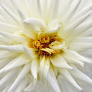 White Dahlia