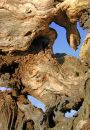 Gnarled tree