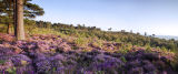 Summer on Blackdown