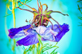 Love in a Mist 10