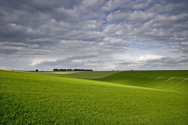 Spring Greens
