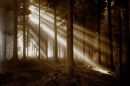 Forest of Dean, Gloucestershire, England. 2008