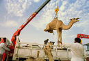 A camel is lifted onto a truck by its new owner at a camel market outside Riyadh, Saudi Arabia. 1997.