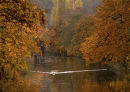 Autumn swan on River Avon, Wiltshire, UK. 2006