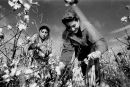 Near Tashkent, Uzbekistan, 2000.
Children pick cotton. Technically illegal but school-children pick much of the crop often for export to Europe.