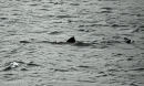 Basking Shark