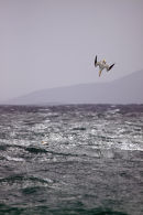 Diving Gannet Traigh Hushinish