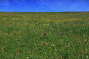 Machair, Northton