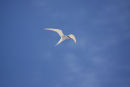 Watchful (Arctic?) Tern