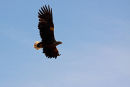 White Tailed Eagle Flypast
